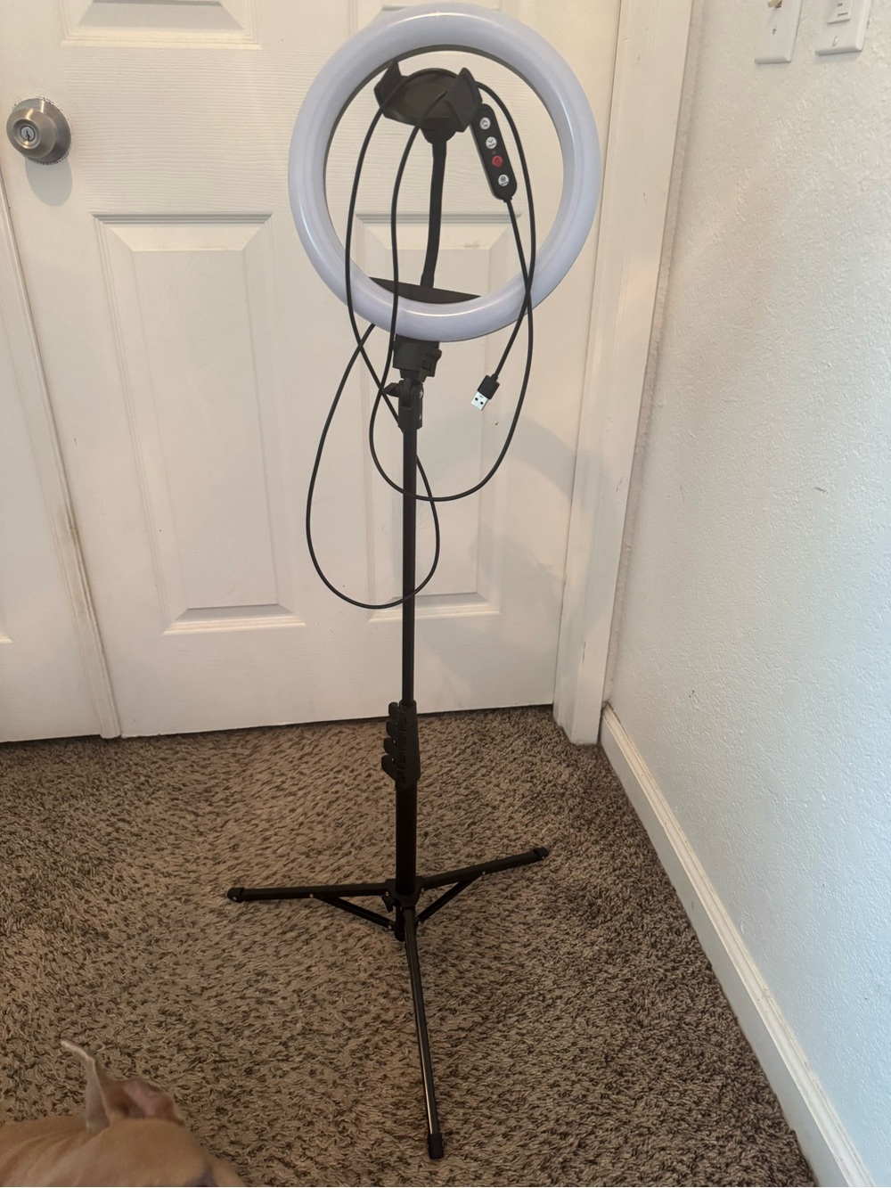 LED Ring Light with Adjustable Tripod Stand - Black